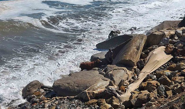 Kesilmek üzereyken denize kaçan boğa için ekipler seferber oldu