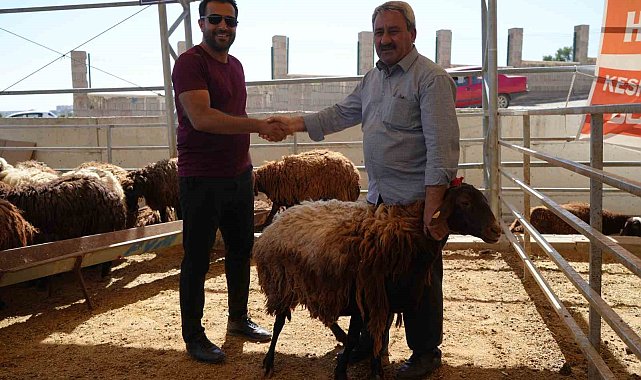 Kilis'te kurbanlıklar müşterilerini bekliyor