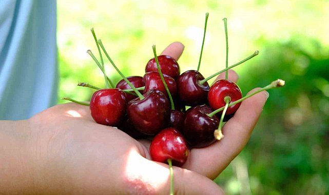 Kiraz ve vişneyi sinekten koruyun!