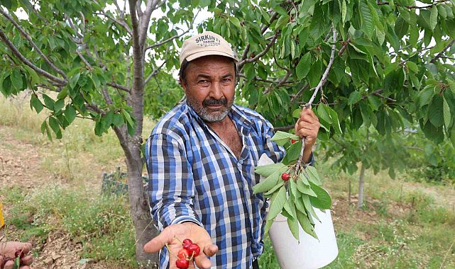 Kirazı işçi bulamayınca köylüler imece usulü topladı