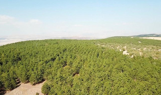 Kırıkkale'de ormanlık alanlara giriş yasağı