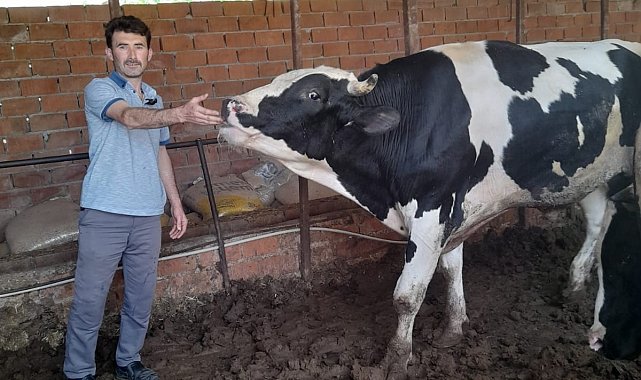 Kırkağaç'ta kurbanlık danalara ilgi büyük