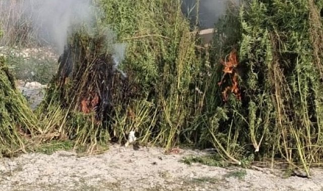 Kırklareli'nde ayçiçeği tarlasında 1 milyon kök Hint keneviri ele geçirildi