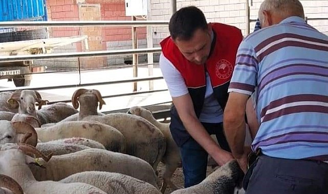 Kırklareli'nde kurbanlık hayvan satış yerleri denetlendi