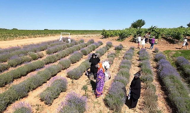 Kırklareli&#039;nde mor turizme ilgi yoğun