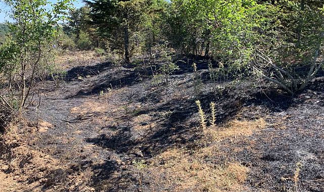 Kırklareli'nde orman yangını: 10 dekar alan ile 5 dekar buğday tarlası zarar gördü