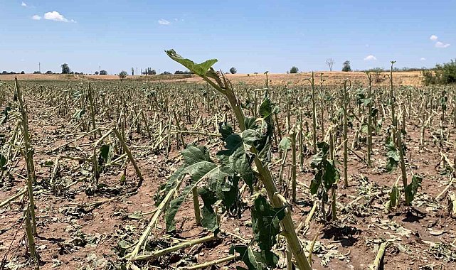 Kırklareli'nde yaşanan dolunun hasar tespiti tamamlandı: 150 dekar tarım alanı zarar gördü