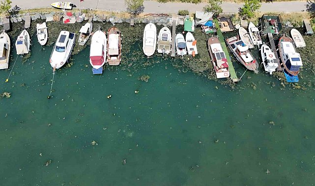 Kirlilik nedeniyle Menekşe deresi yosun tutmaya başladı
