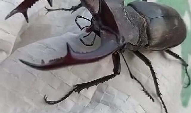 Kırmızı listede yer alıyor, Elazığ'da görüntülendi