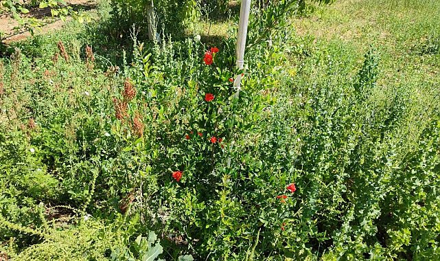 Kırşehir'de nar ve incir yetiştirdi