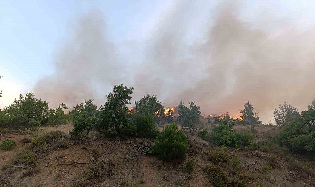Kızılçam ormanında korkutan yangın