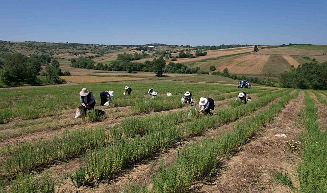 Kocaeli'de kekik hasadı başladı