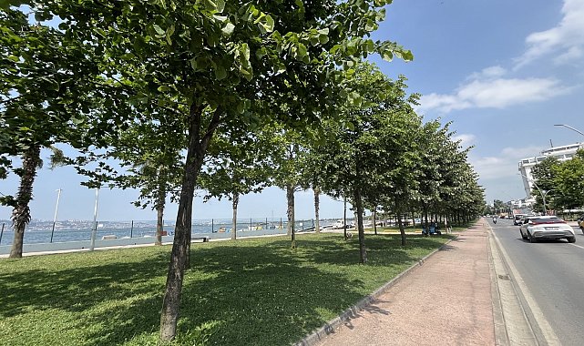 Kocaeli&#039;yi ıhlamur kokusu sardı