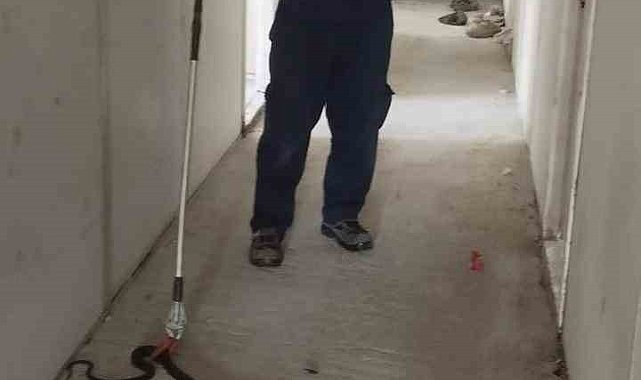 Konteynere giren yılanı itfaiye yakaladı