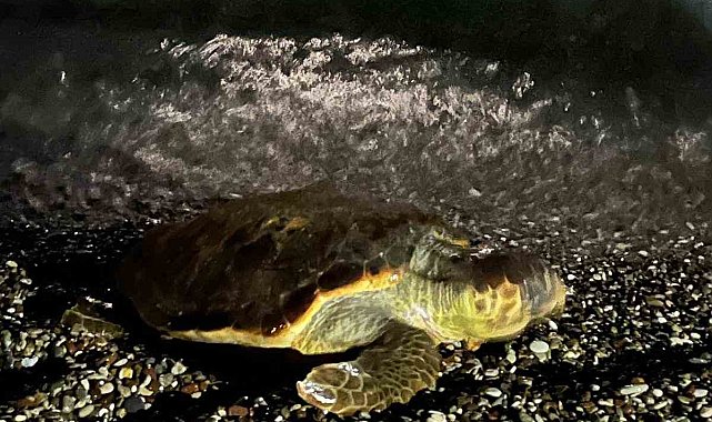 Konyaaltı sahilinde caretta caretta şaşkınlığı