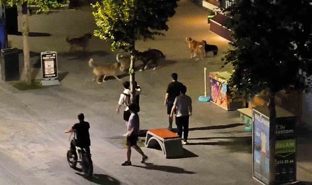 Köpekler birbirlerine saldırdı, vatandaşlar yoldan geçemedi