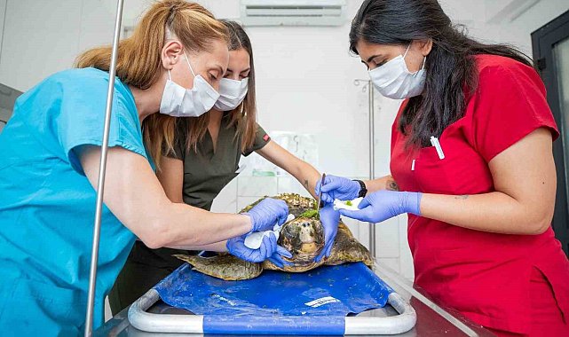 Körfez'deki yaralı caretta caretta kurtarıldı