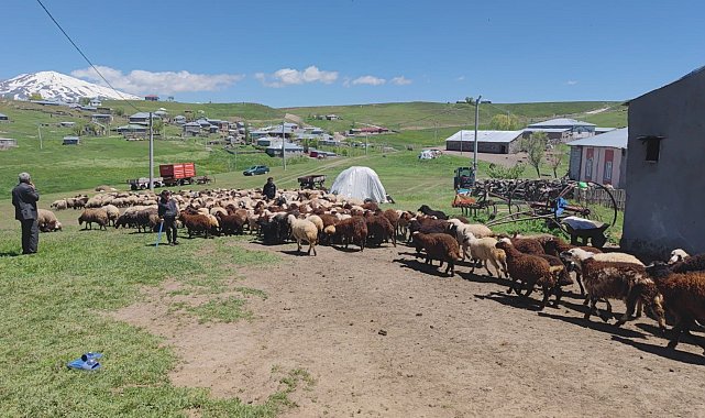 Koyunların kuzularla buluşması görsel şölen sunuyor