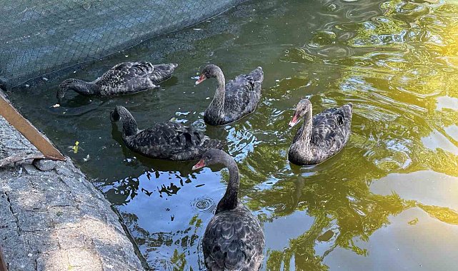 Kuğulu Park'taki yavru kuğular büyüdü