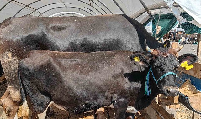 Kurban Bayramı&#039;nda &#039;kene&#039; riski artıyor