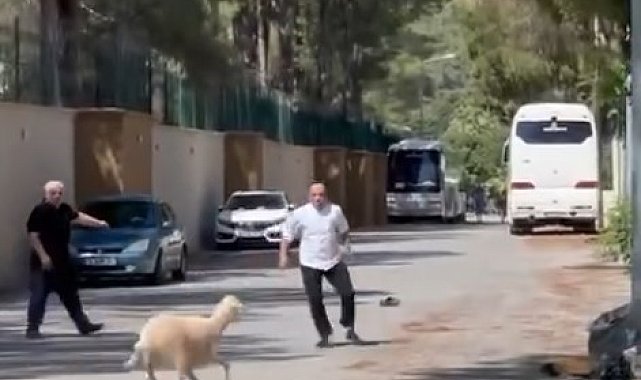 Kurban Bayramı'nda manzara değişmedi, 'firari kurbanlıklar' sahiplerine ter döktürdü