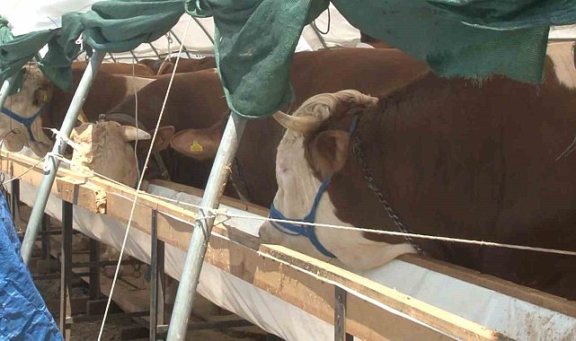 Kurban pazarlarında Arefe günü yoğunluğu yaşandı