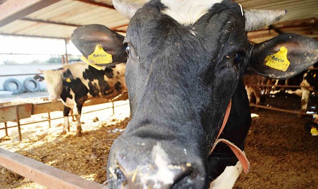 Kurbanlık alırken bu detaylara dikkat