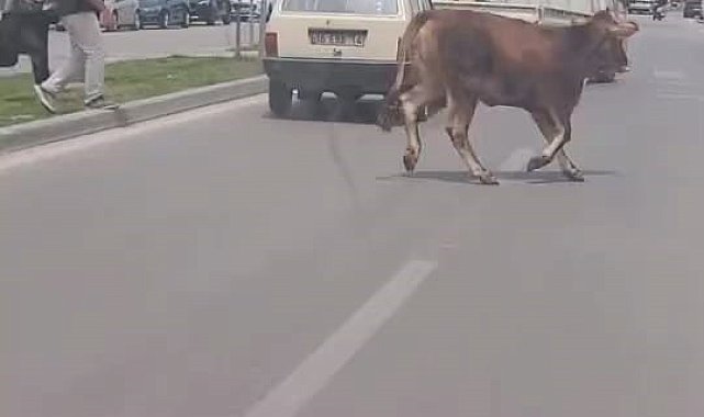 Kurbanlık firarda
