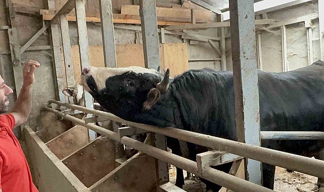 Kurbanlıkların bakımında "müzik" ve "şefkatin" önemi