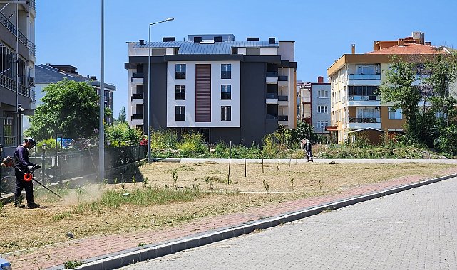 Lapseki'de yabani otlar temizleniyor