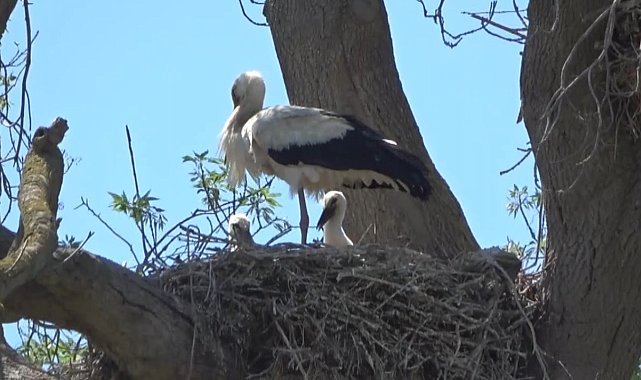Leylek Ormanı'nın sakinleri yavrularını büyütüyor