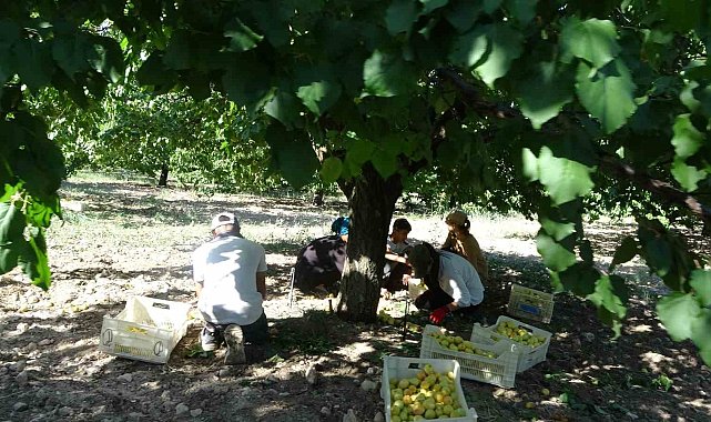 Malatya'da 'sarı altın' hasadı başladı