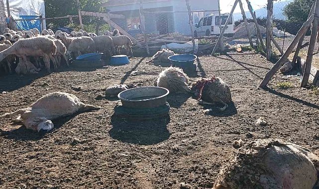 Malatya&#039;da ağıla giren kurt 8 koyunu telef etti