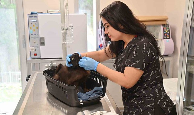 Manisa'da kısırlaştırılan kedi sayısı 2 bine ulaştı