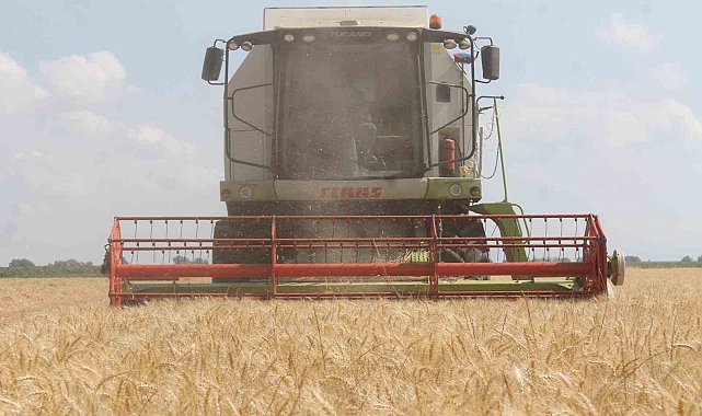 Manyas'ta hububat hasadında verim düşüklüğü yaşanıyor