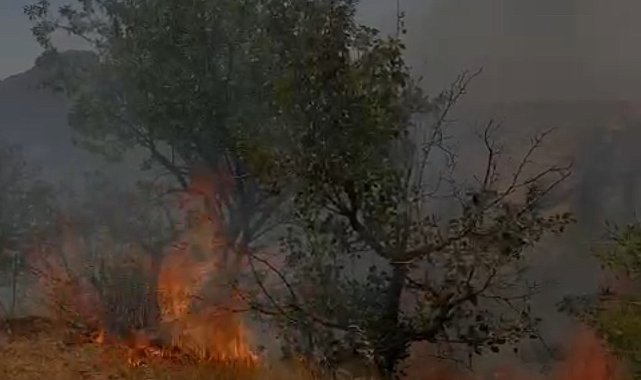 Mardin'de ağaçlık alanda çıkan yangın söndürüldü