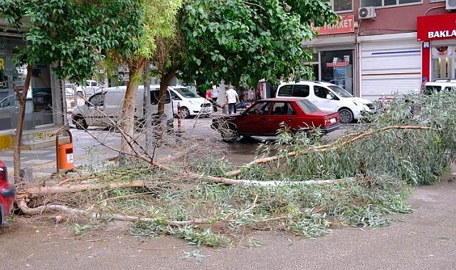 Mardin'de şiddetli rüzgardan ağaç dalları kırılarak yola devrildi