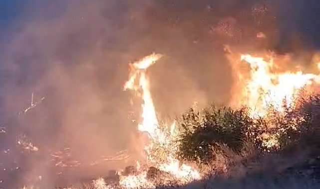 Mardin'deki orman yangını söndürüldü