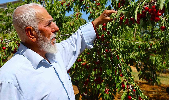 Medeniyetler beşiği 5 bin yıllık Harput'ta erken kiraz hasadı
