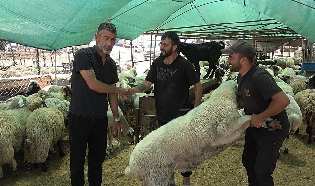 Mersin'de kurbanlık hayvan pazarlarında hareketlilik başladı