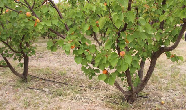 Mersin'de üretilen 200 bin ton kayısının yarısı ihraç edildi