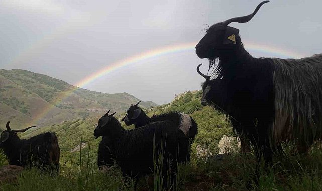 Muş&#039;ta görsel şölen