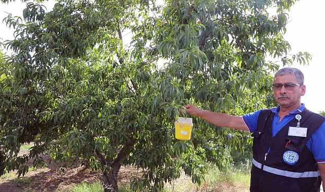 Narenciye ihracatına Büyükşehir desteği
