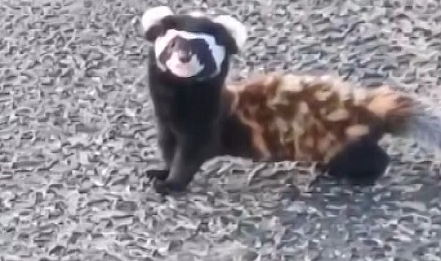 Nesli tükenme tehlikesiyle karşı karşıya olan 3 sevimli 'Alaca sansar' Gümüşhane'de görüntülendi