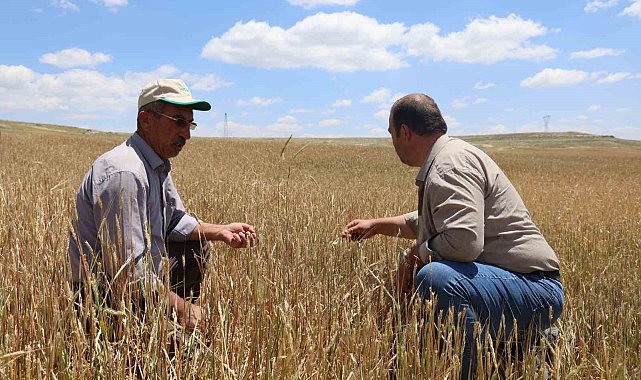 Nevşehir'de dolu yağışından 40 bin dekar alan zarar gördü