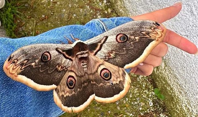 Okulda dev tavus kelebeği heyecanı