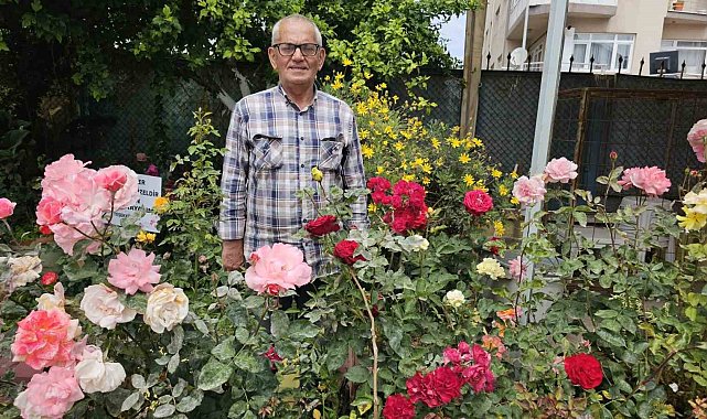 Okulun bahçesinde güller açtı