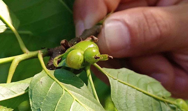 Ordu'da gal arısına karşı biyolojik mücadele başlatıldı