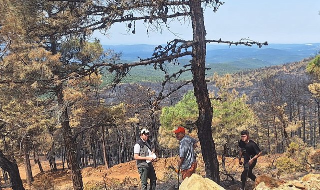 Orhaneli'ndeki yangında 96 hektar orman kül oldu, ağaçlandırma çalışması başladı