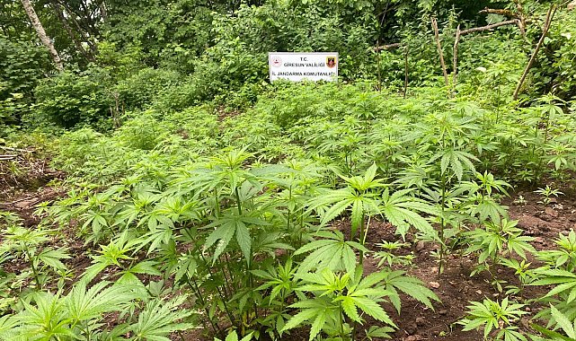 Ormana kenevir eken 2 kişi tutuklandı